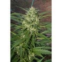 Pandora (Paradise Seeds) feminizada