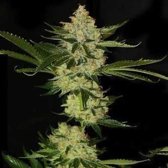 UnderDawg OG (T.H. Seeds) feminizada