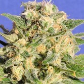 Auto Destroyer (Original Sensible Seeds) feminizada