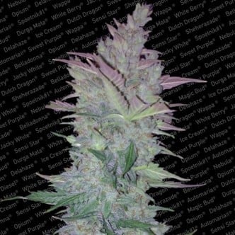 Vertigo (Paradise Seeds) feminizada