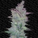 Vertigo (Paradise Seeds) feminizada