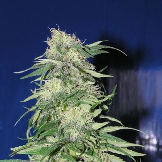 K2 (Homegrown Fantaseeds) feminizada