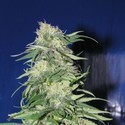 K2 (Homegrown Fantaseeds) feminizada