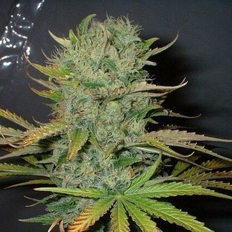 Afghani (Homegrown Fantaseeds) feminizada