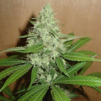 Mango (Homegrown Fantaseeds) feminizada