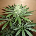 Mango (Homegrown Fantaseeds) feminizada