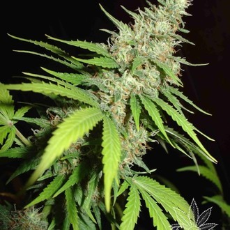 Top 44 (Homegrown Fantaseeds) feminizada