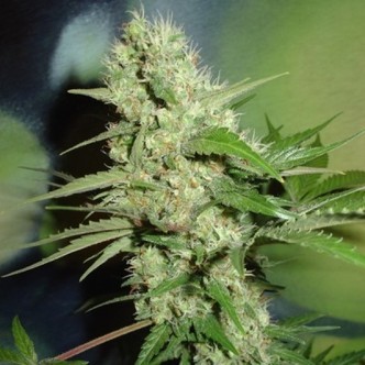 Jack Herer (Homegrown Fantaseeds) feminizada