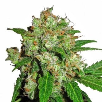 Sensi Skunk (Sensi Seeds) feminizada