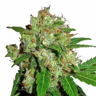 Sensi Skunk (Sensi Seeds) feminizada