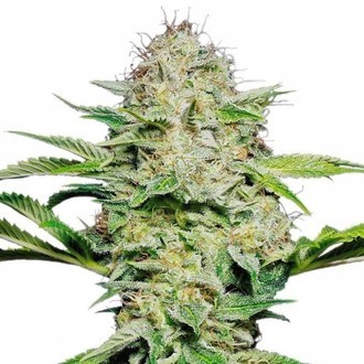 Sensi Skunk Automatic (Sensi Seeds) feminizada