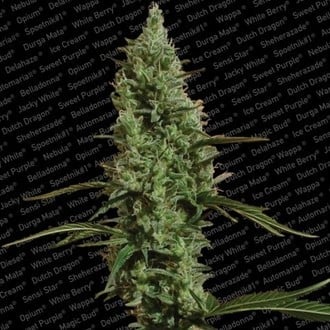 Atomical Haze (Paradise Seeds) feminizada