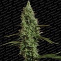 Atomical Haze (Paradise Seeds) feminizada