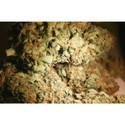 Atomical Haze (Paradise Seeds) feminizada