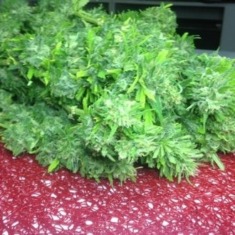 Crystal M.E.T.H. (Dr. Underground) feminizada