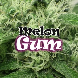 Melon Gum (Dr. Underground) feminizada