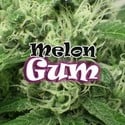 Melon Gum (Dr. Underground) feminizada