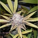 Melon Gum (Dr. Underground) feminizada