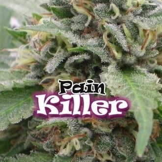 PainKiller (Dr. Underground) feminizada