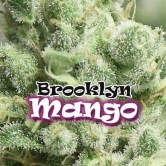 Brooklyn Mango (Dr. Underground) feminizada