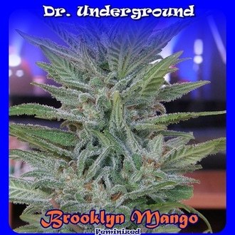 Brooklyn Mango (Dr. Underground) feminizada