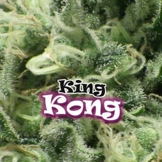 King Kong (Dr. Underground) feminizada