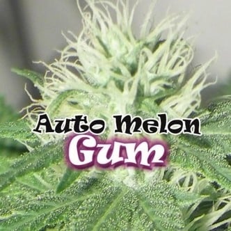 Auto Melon Gum (Dr. Underground) feminizada