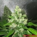 Y Griega CBD (Medical Seeds) feminized