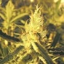 Y Griega CBD (Medical Seeds) feminized