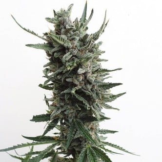 Auto Critical HOG (T.H. Seeds) feminizada