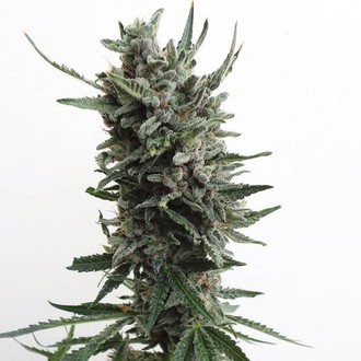 Auto Critical HOG (T.H.Seeds) feminizada