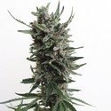 Auto Critical HOG (T.H.Seeds) feminizada