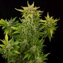 Fruit Autoflowering (Dinafem) feminizada