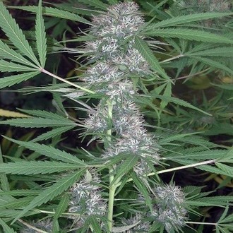Caribe (Cannabiogen) feminizada
