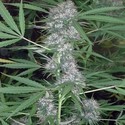 Caribe (Cannabiogen) feminizada