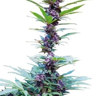 Deluxe Mix (Cannabiogen) feminizada