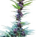 Deluxe Mix (Cannabiogen) feminizada