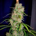 Destroyer (Cannabiogen) feminizada
