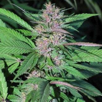 Pakistan Chitral Kush (Cannabiogen) feminizada