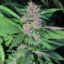 Pakistan Chitral Kush (Cannabiogen) feminizada