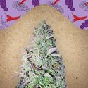 Purple Maroc (Female Seeds) feminizada