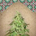 Maroc (Female Seeds) feminizada