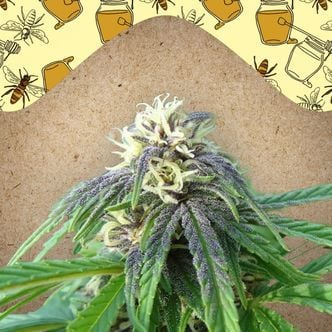 Easy Sativa (Female Seeds) feminizada