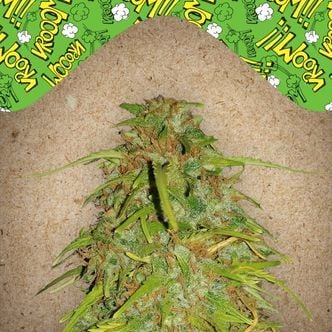 Auto Speed Bud (Female Seeds) feminizada