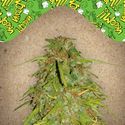 Auto Speed Bud (Female Seeds) feminizada