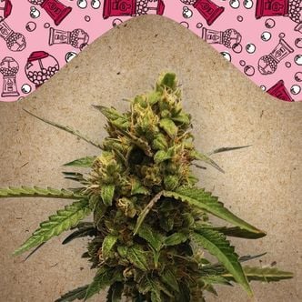 Auto Bubble (Female Seeds) feminizada