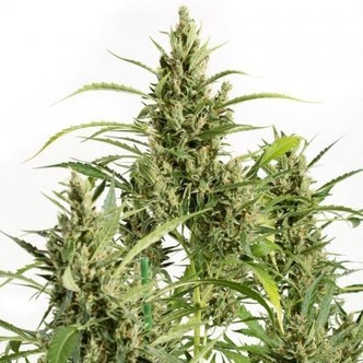 Original Amnesia Autoflowering (Dinafem) Feminizada