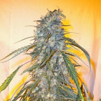 Annapurna SuperAuto (Flash Auto Seeds) feminizada