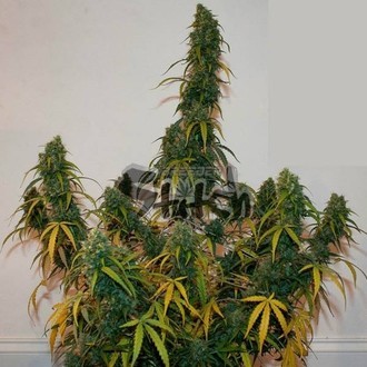 Formula One Auto (Flash Auto Seeds) feminizada