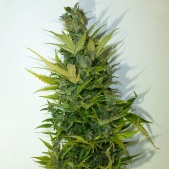 Lemon Haze Auto (Flash Auto Seeds) feminizada